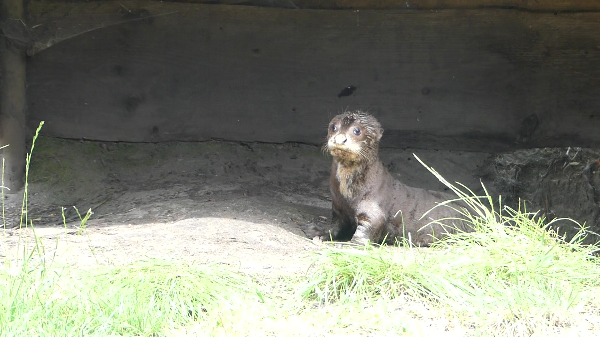 Eerste reuzenotterjong in Nederland is vanaf nu ook buiten te zien in AquaZoo Leeuwarden