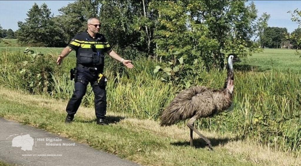 Ontsnapte Emoe teruggevonden in Siegerswoude