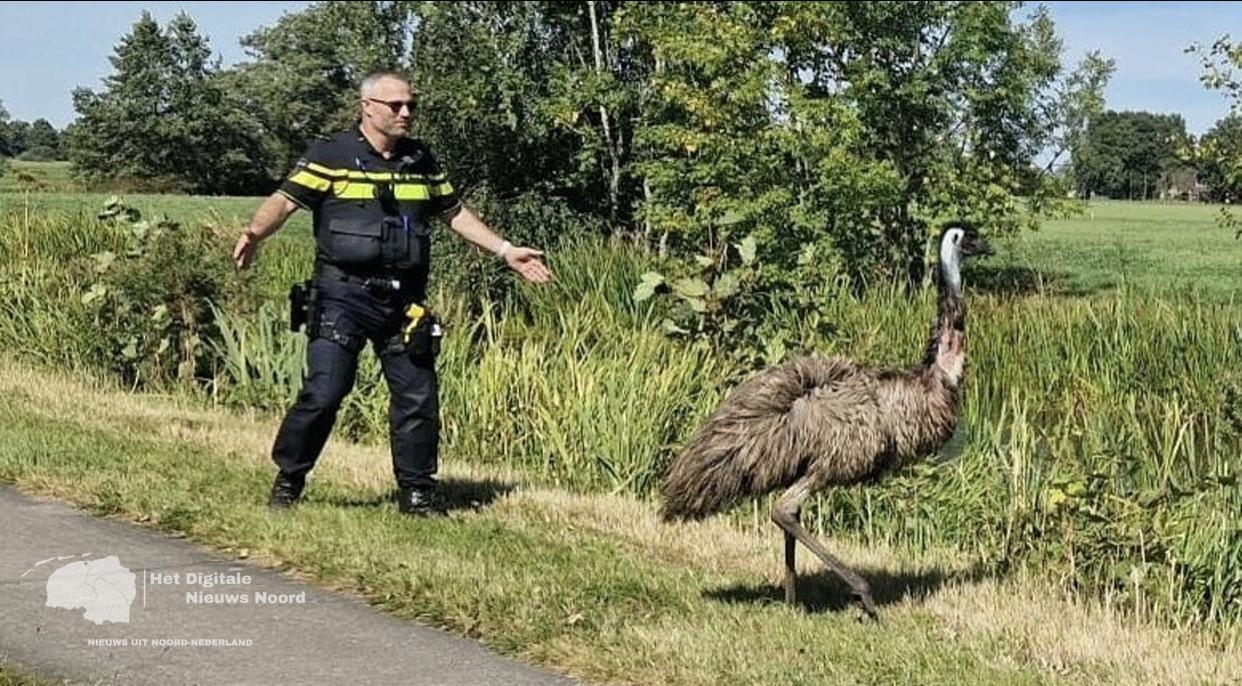 Ontsnapte Emoe teruggevonden in Siegerswoude