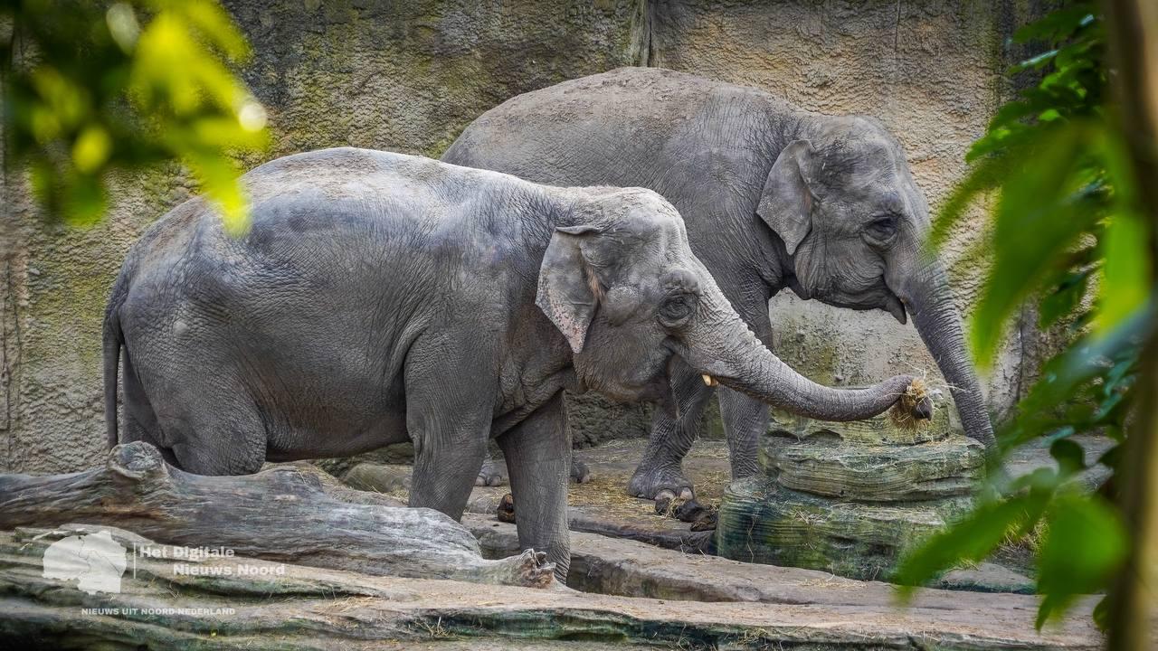 Grote verbouwing in tropische jungle Wildlands Emmen